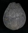 Cretaceous Palm Fruit Fossil - Hell Creek Formation #22756-1